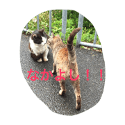 island-cats island-cats