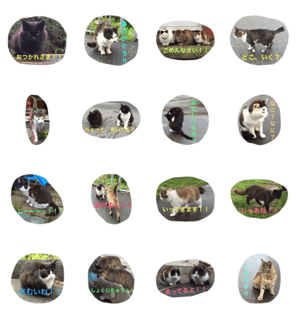 island-cats island-cats