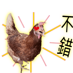 有趣的雞