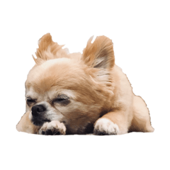 sleepy dog Chihuahua