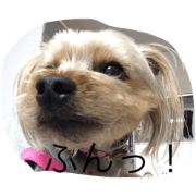 mugi of a Yorkshire terrier dog. mugi of a Yorkshire terrier dog.