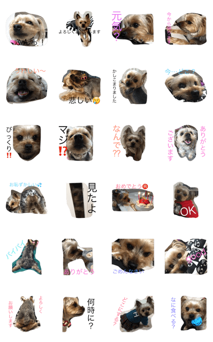 mugi of a Yorkshire terrier dog. mugi of a Yorkshire terrier dog.