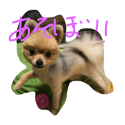 cona&kinako cona&kinako