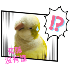 有表情的鸚鵡-沐沐