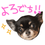 Chihuahua.R3 Chihuahua.R3