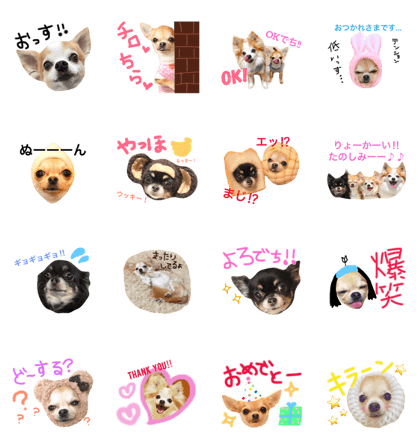 Chihuahua.R3 Chihuahua.R3