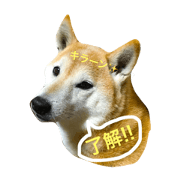 shiba HANAchan