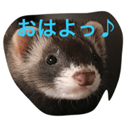 ferret stamp shell ferret stamp shell