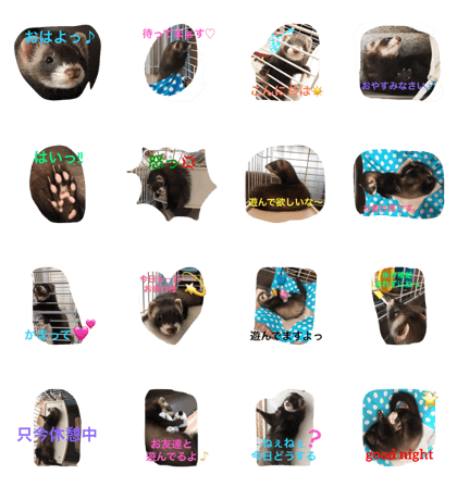 ferret stamp shell ferret stamp shell