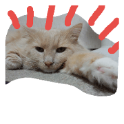 Norwegian Forest Cat - mint- Norwegian Forest Cat - mint-