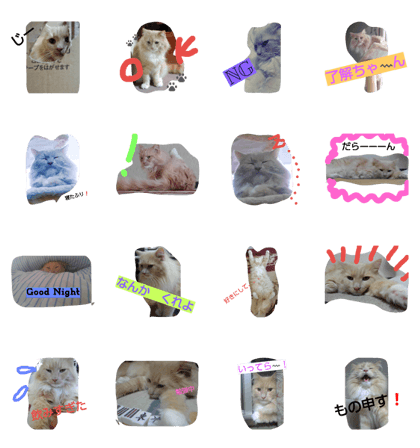 Norwegian Forest Cat - mint- Norwegian Forest Cat - mint-