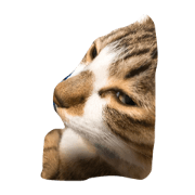 Daily life of MARUKO Daily life of MARUKO