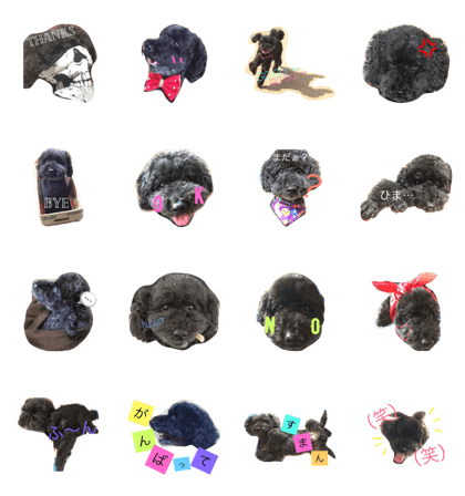 black poodle 3