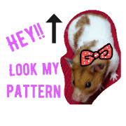 good luck hamster good luck hamster