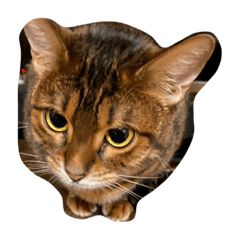 Asuka_20210530093702