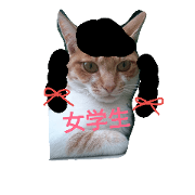 cat in Japan cat in Japan