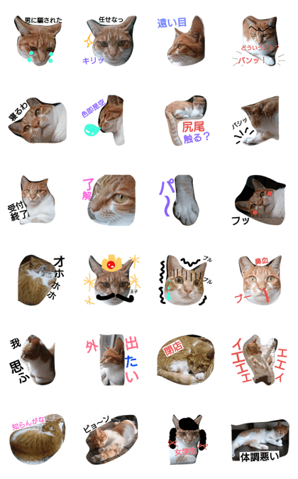 cat in Japan cat in Japan