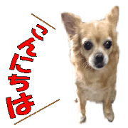 I communicate with a picture of the dog. I communicate with a picture of the dog.