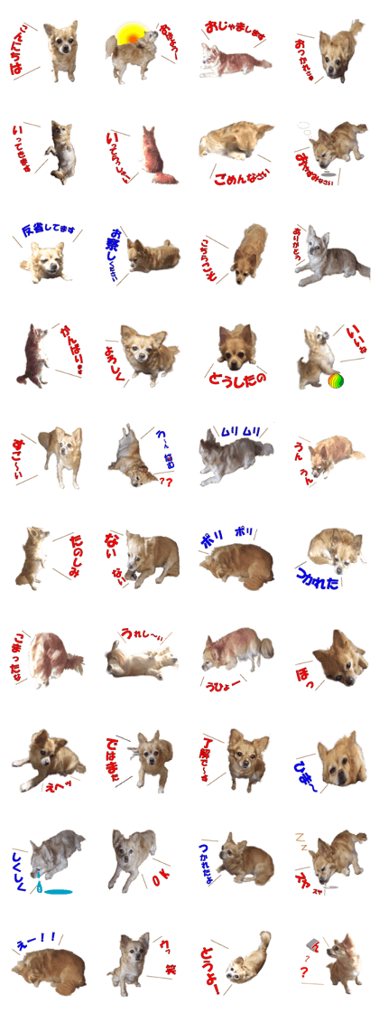 I communicate with a picture of the dog. I communicate with a picture of the dog.