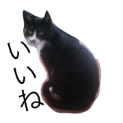 Oya-bun the Boss Cat