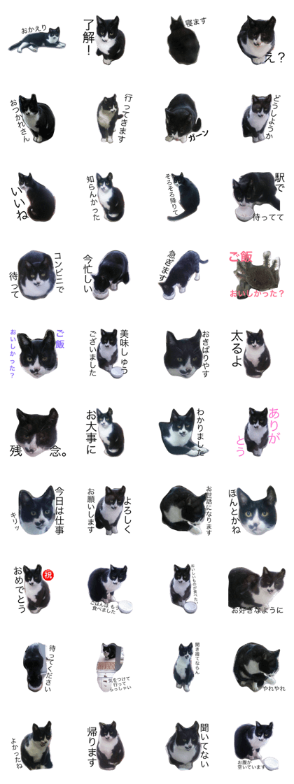 Oya-bun the Boss Cat