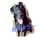 dog Labrador Retriever Milk dog Labrador Retriever Milk