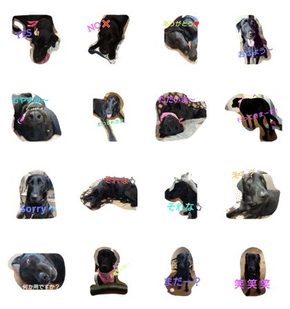 dog Labrador Retriever Milk dog Labrador Retriever Milk