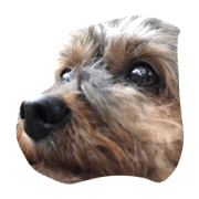 dog love t&y dog love t&y