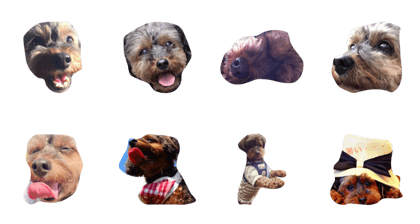 dog love t&y dog love t&y