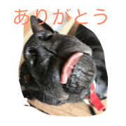 black dog eight black dog eight