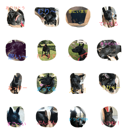 black dog eight black dog eight