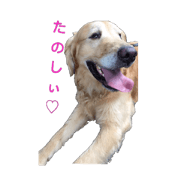 goldenretriever4 goldenretriever4