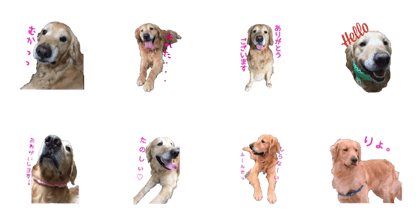 goldenretriever4 goldenretriever4