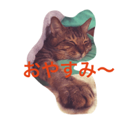 cat's name is Tomcheese cat's name is Tomcheese