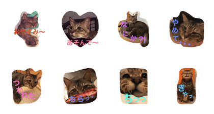 cat's name is Tomcheese cat's name is Tomcheese