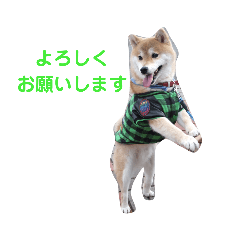 siba_dog 2