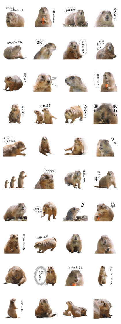 Prairie Dogs for Enjoying conversation 2 Prairie Dogs for Enjoying conversation 2