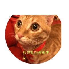 安安昊昊（跟貓咪Mila)的日常