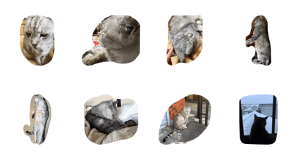 Cat Daikichi Cat Daikichi