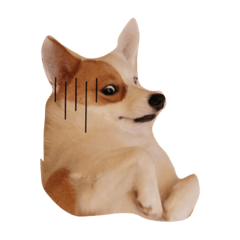 Bobo柯基