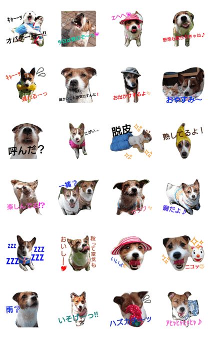 my family 2dogs my family 2dogs