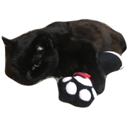 chubby cat is Kuro chubby cat is Kuro