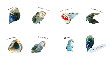 bluecherry bluecherry