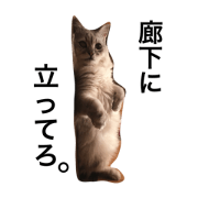 uchinohokuchan uchinohokuchan