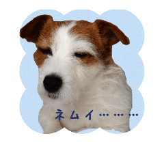 Jack Russell terrier ran