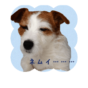 Jack Russell terrier ran Jack Russell terrier ran