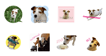 Jack Russell terrier ran Jack Russell terrier ran