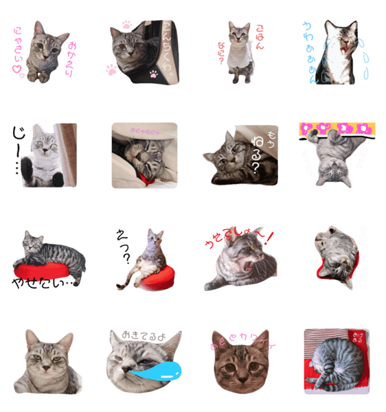 サバトラ猫の雨くん Lineクリエイターズスタンプ Stamplist サバトラ猫の雨くん Lineクリエイターズスタンプ Stamplist