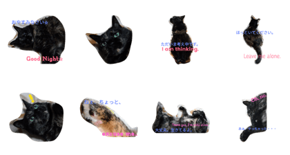 Today's Shouko-san. Today's Shouko-san.