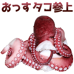 Octopus is great